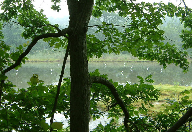 Egrets at Dibbs Pond