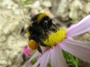 BLT-Bumblebee
