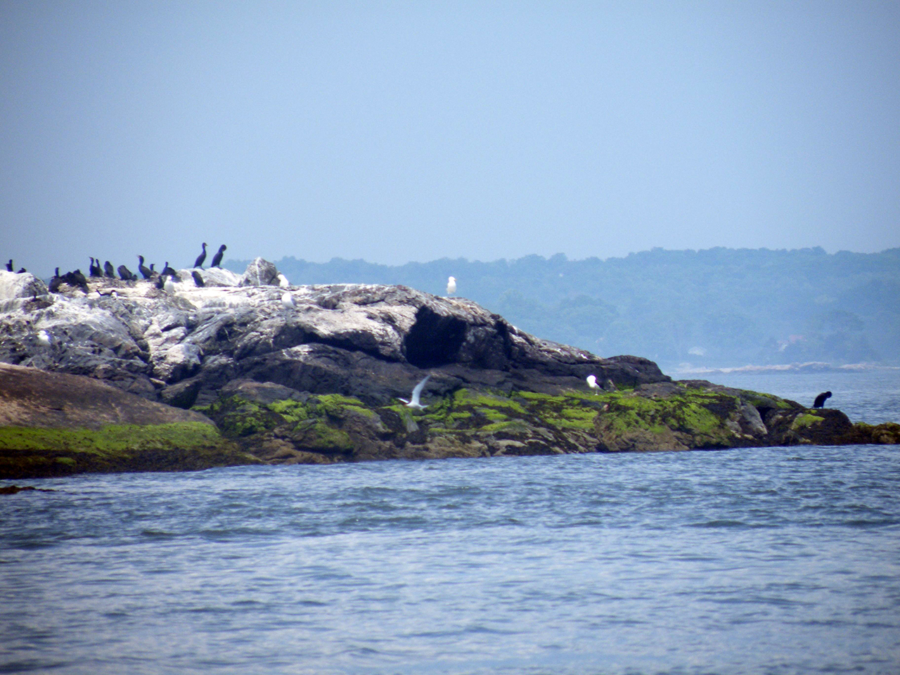 and we even own a few Rocks & Reefs, which provide resting spots for many birds.